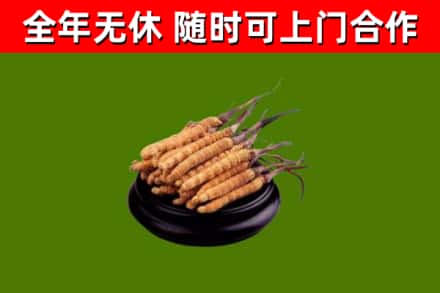 泉州回收散虫草