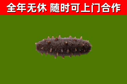 泉州回收海参干